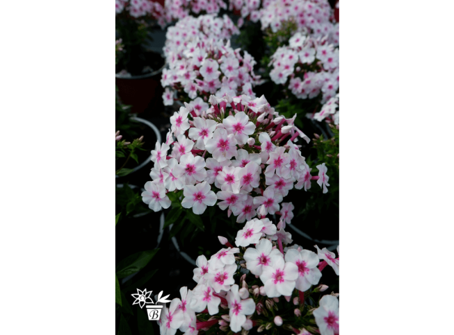 Phlox paniculata   EARLY PINK = 'Barsixtyfive'